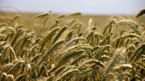 Field of hay
