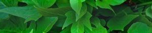 Green leaves
